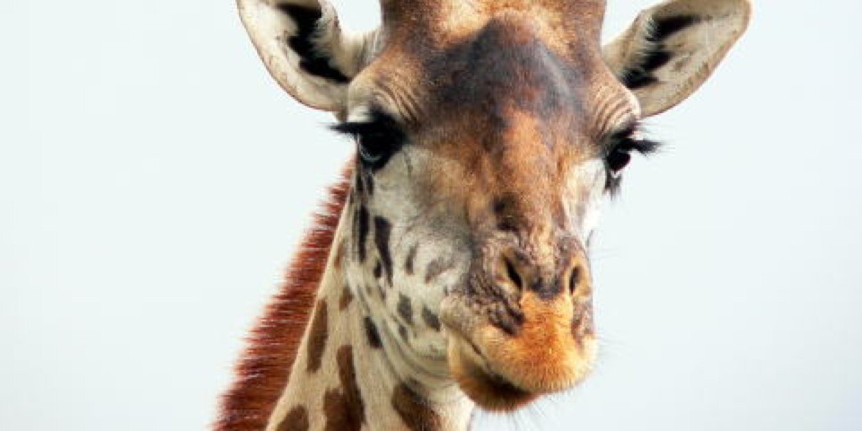tomrockpunk's profile banner image