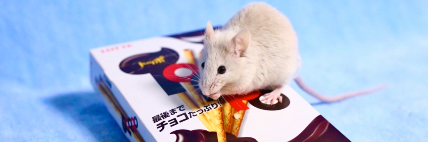 masa's banner