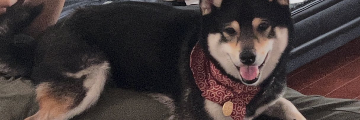 犬 banner