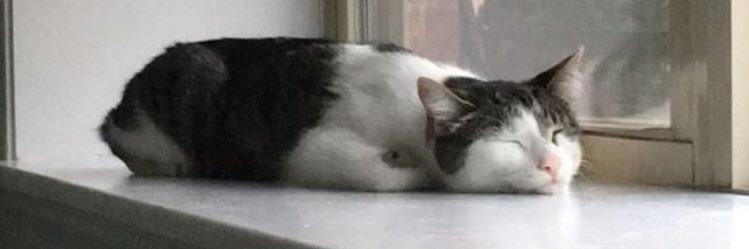 LilApple1989's profile banner image
