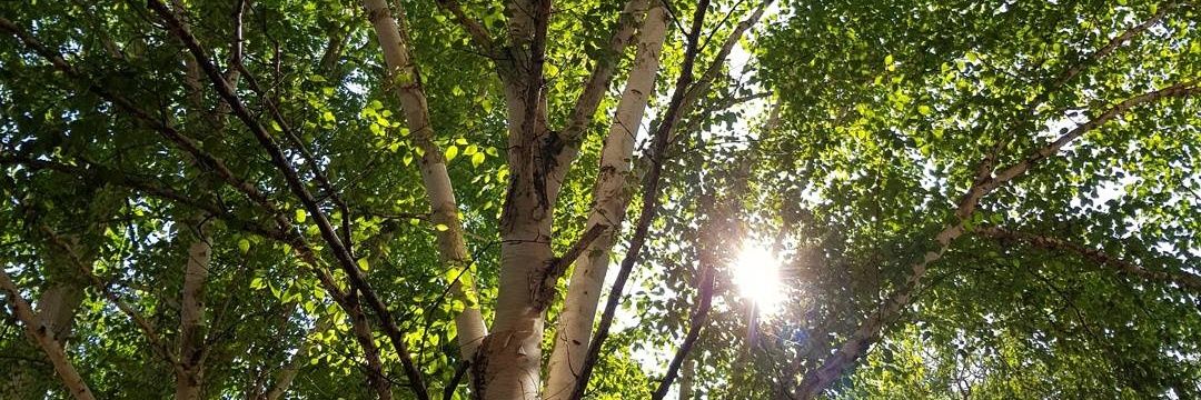 Matthew Gilson banner