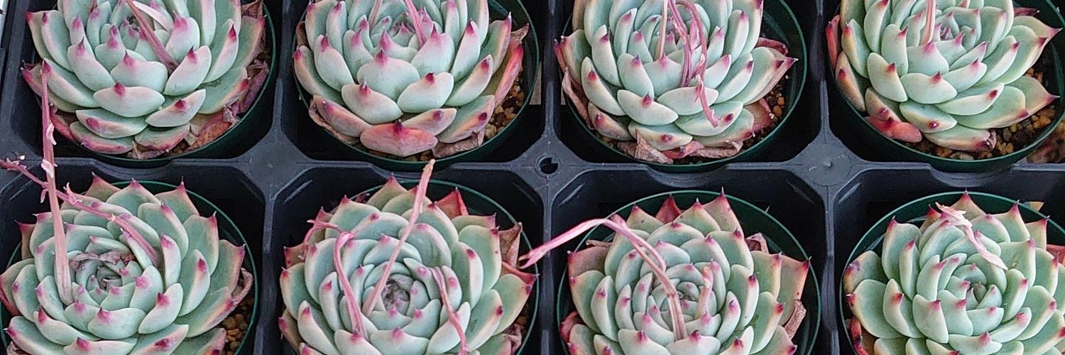rukanini1's profile banner image