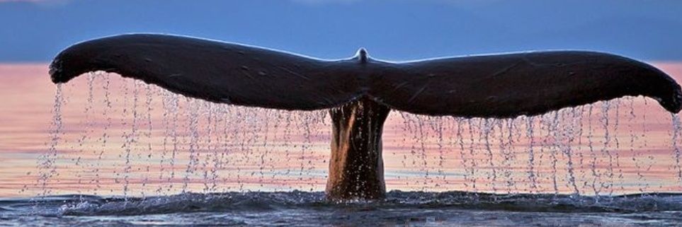 🐋52Hz banner