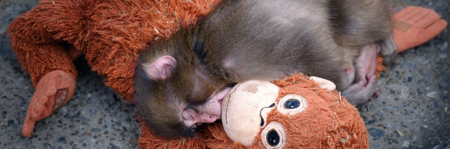 Daniela Salazar banner