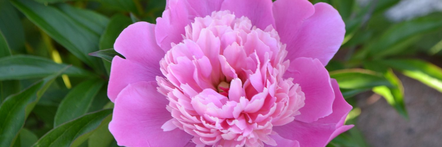 RubyWright 4+0-4 LetWomenSpeak banner