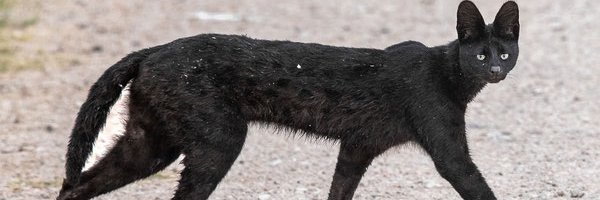 Serval4Life Profile Banner