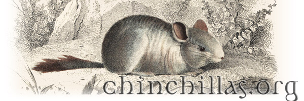 Chinchillas.org banner