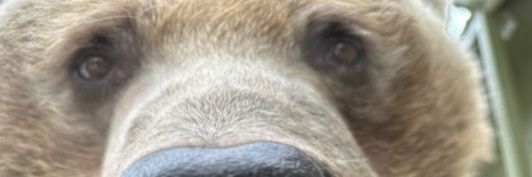 Rumelian the First banner