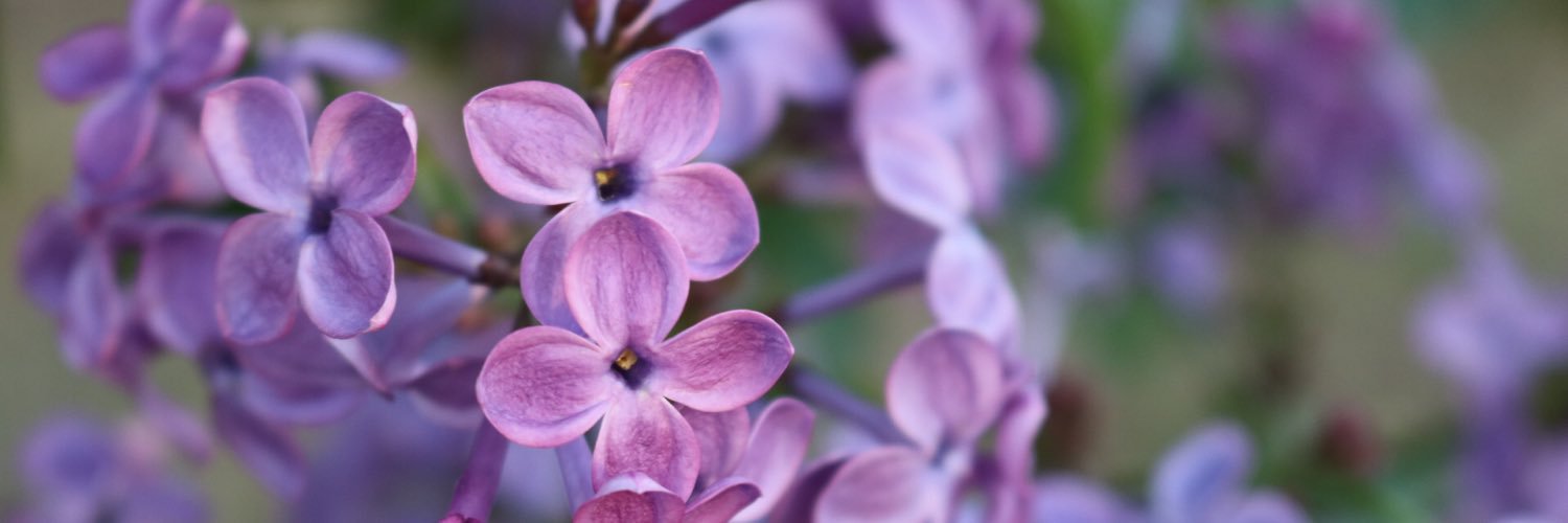 hcathy's profile banner image