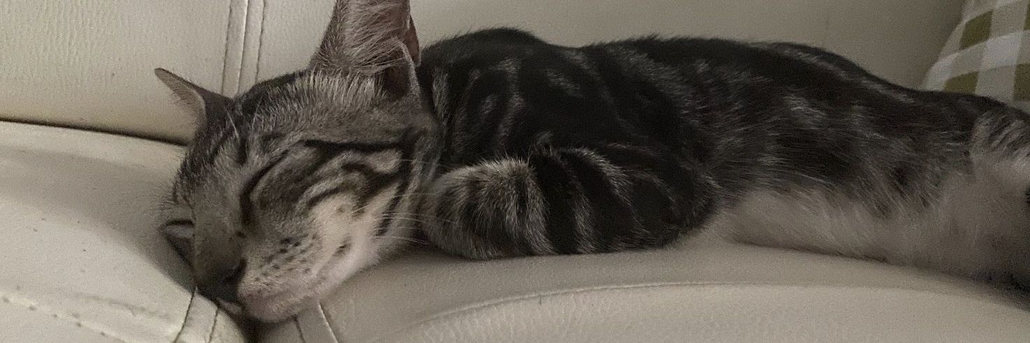 Williamild's profile banner image