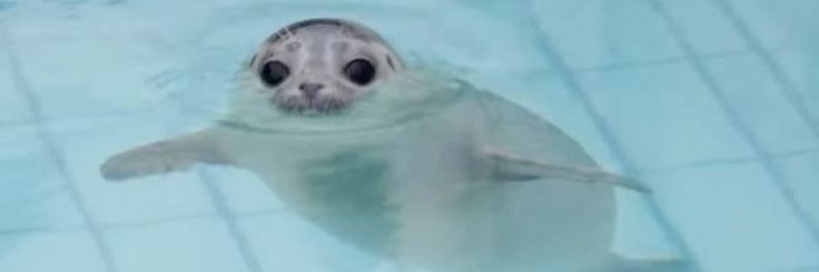 polygonseal's profile banner image