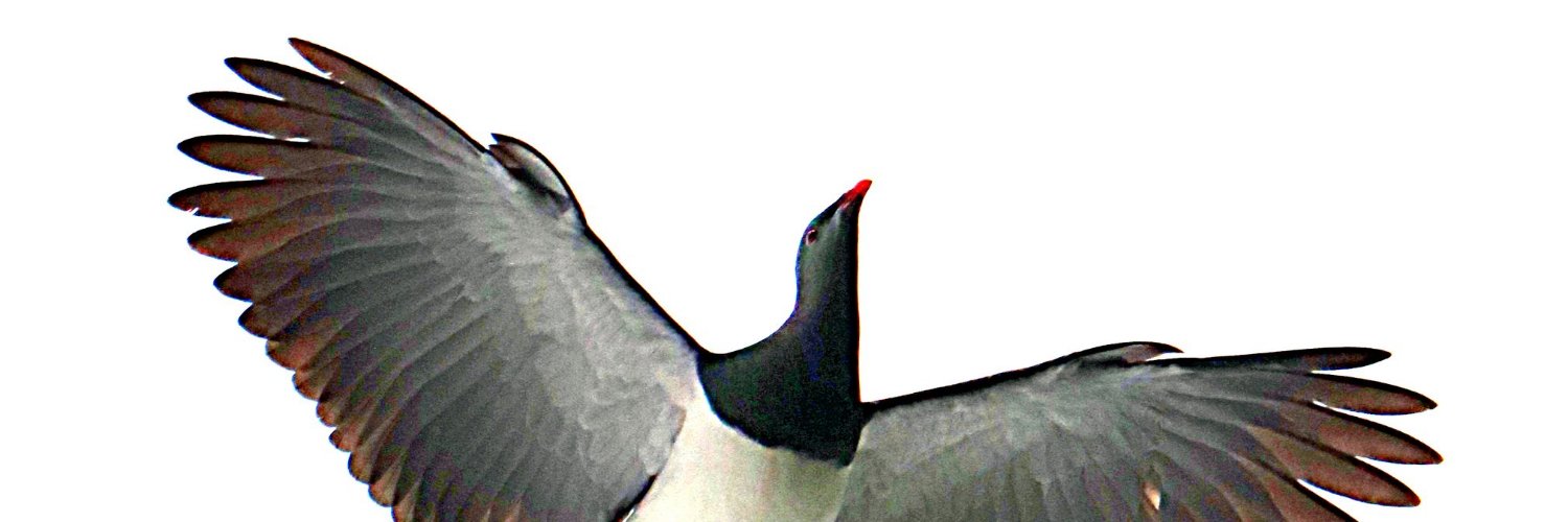 Mr. Karl Kereru banner