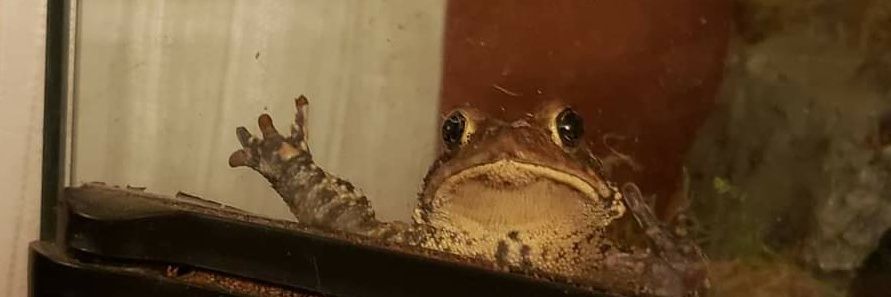 kelsey wailes🐳 banner