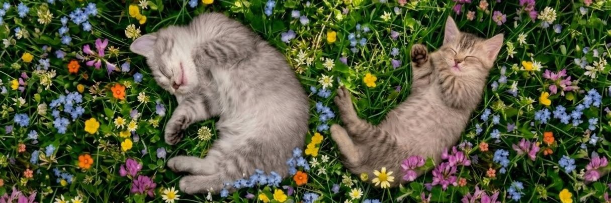 ginbeans's profile banner image