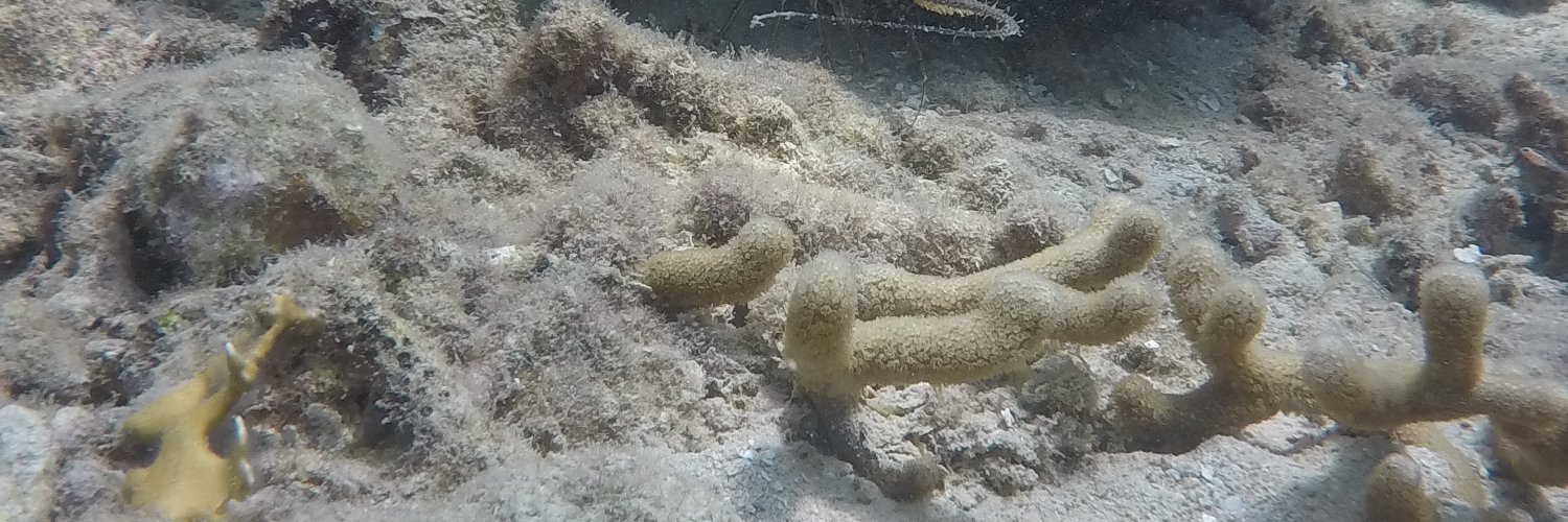 August Soares banner