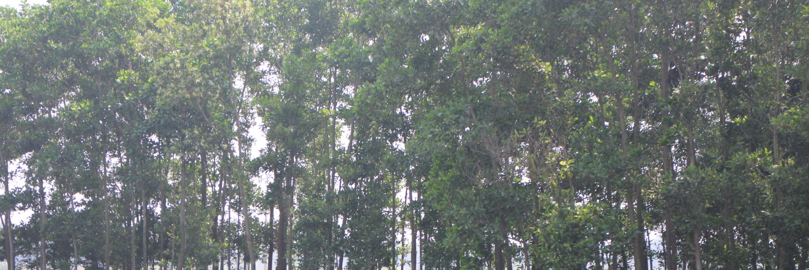 sourav2it's profile banner image