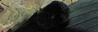 zauziahpp's profile banner image