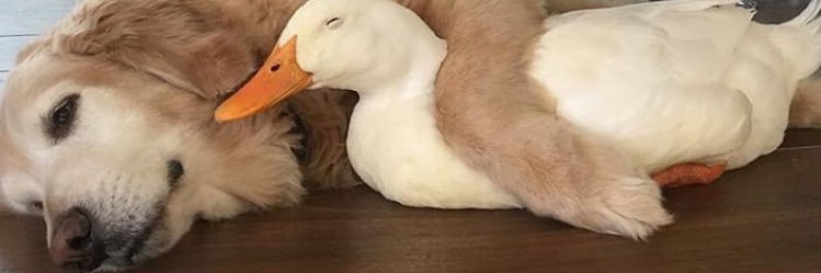 gullcyy's profile banner image