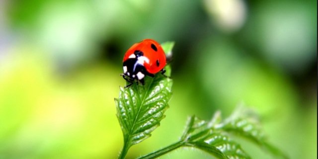 sherleen_23's profile banner image