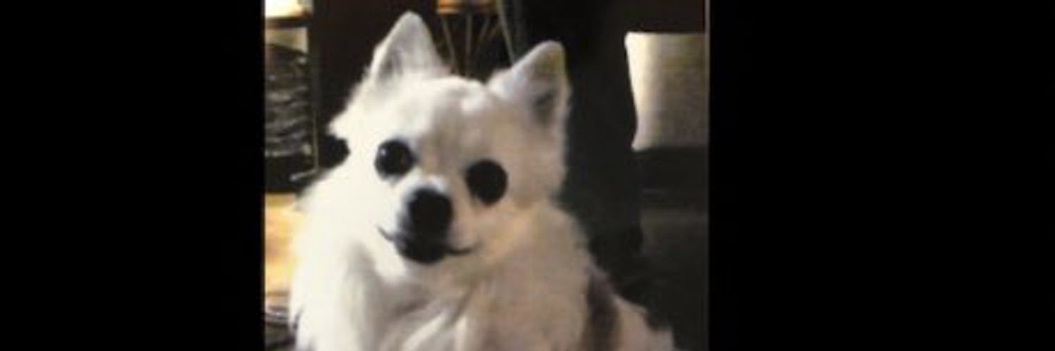 いぬたぬき banner