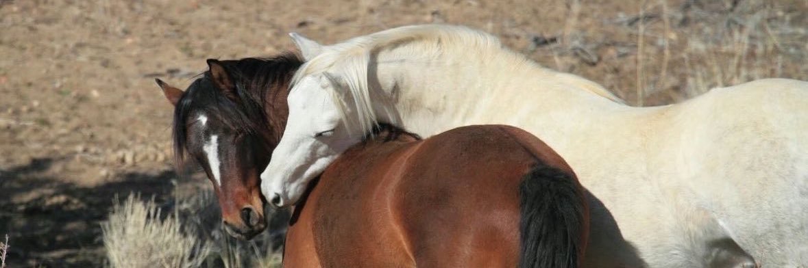 Jack St. James banner