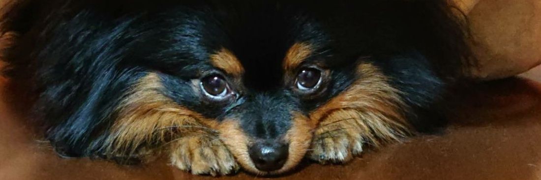 roni_cchi's profile banner image