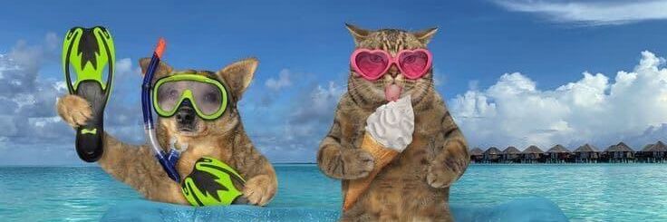 Cooper ☀️🌊 (6/10kg)'s banner