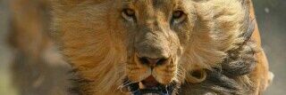 samoolino's profile banner image