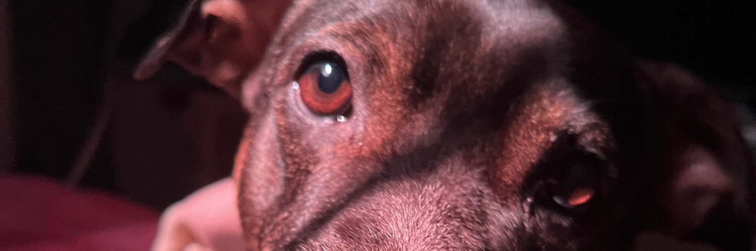 𝑷 banner