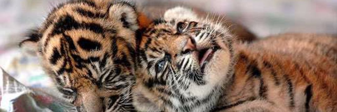 TigerrLau's profile banner image