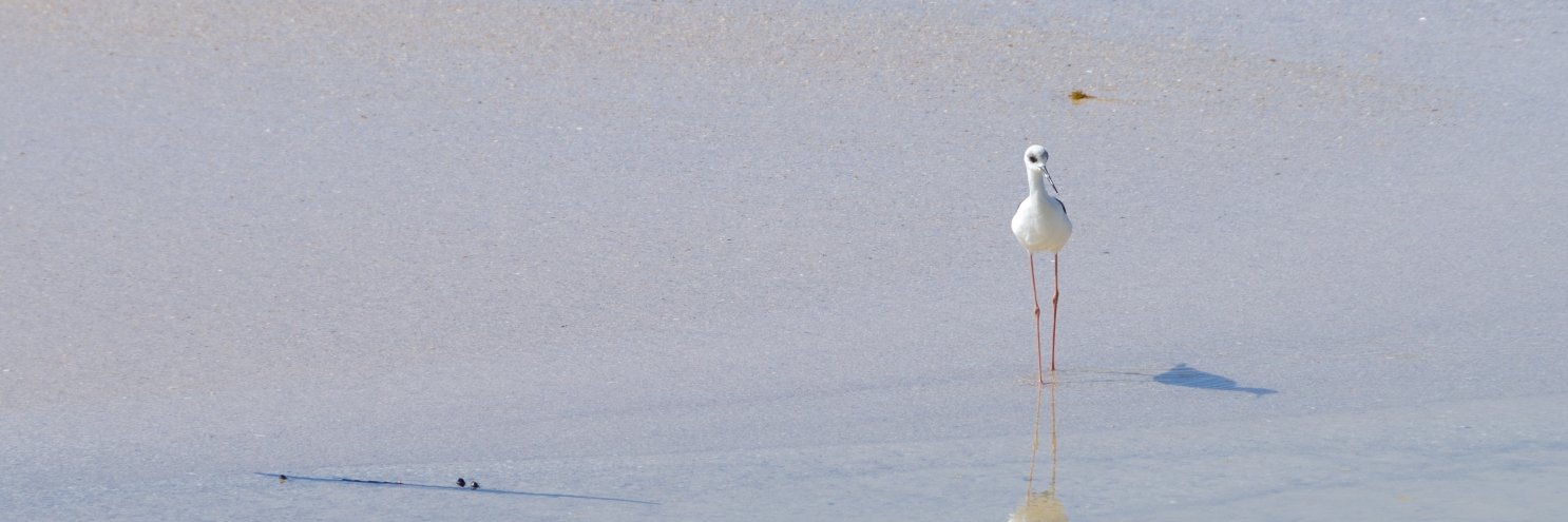 Sebastian Stein 🇺🇦 banner
