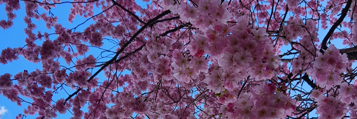 laura¹¹✗〰〰✗ banner