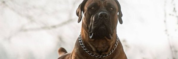 ghetto_techie Profile Banner