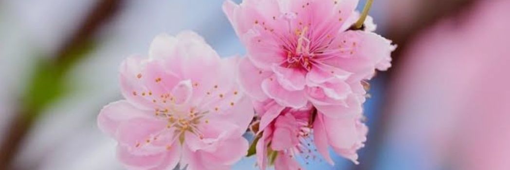N5963mitu's profile banner image