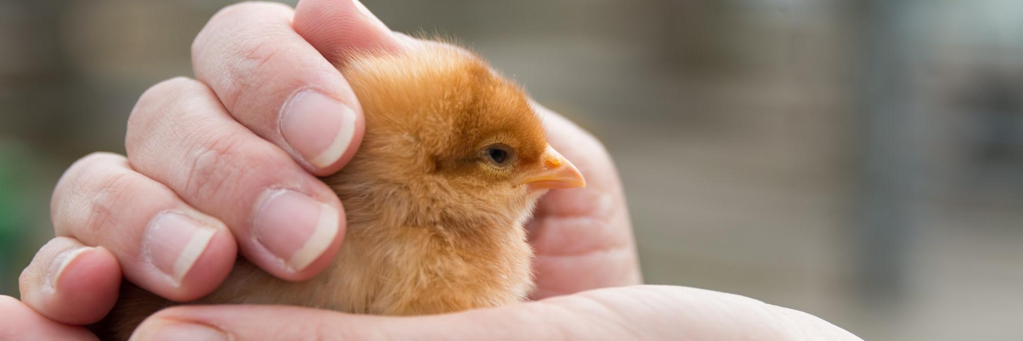 Longdown Farm banner