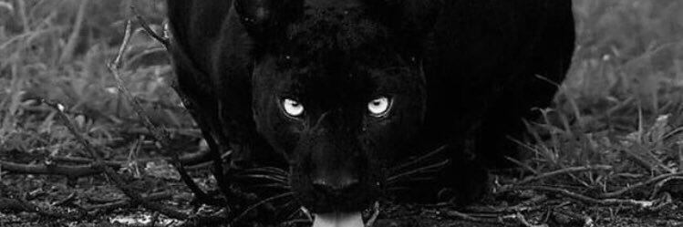 emedeipe's profile banner image