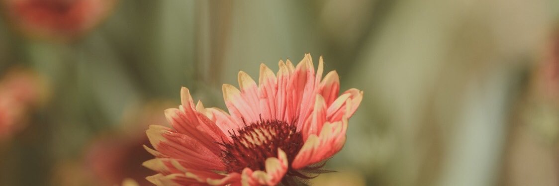 npdessy's profile banner image