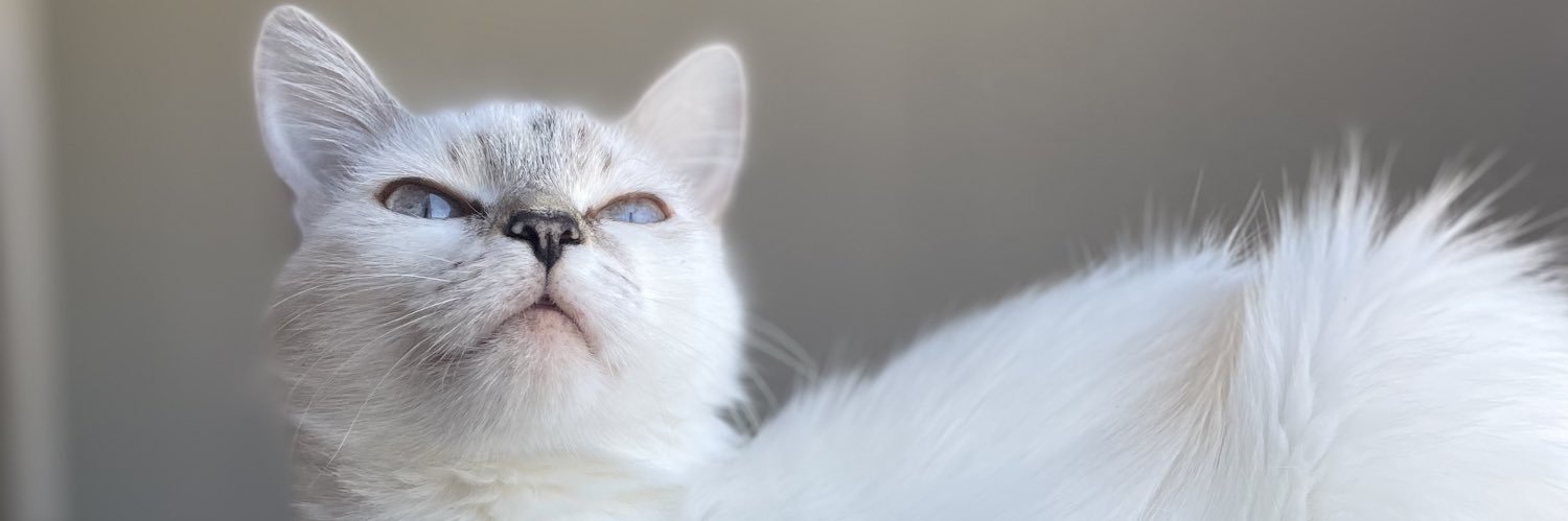 DiogoMaximoff's profile banner image