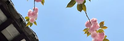 kitty1389446's profile banner image