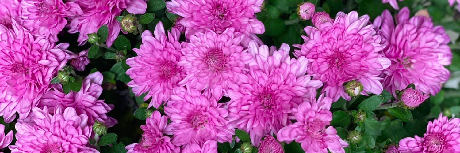 ArleneKaplan's profile banner image