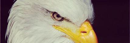 KUSCUBASI27's profile banner image