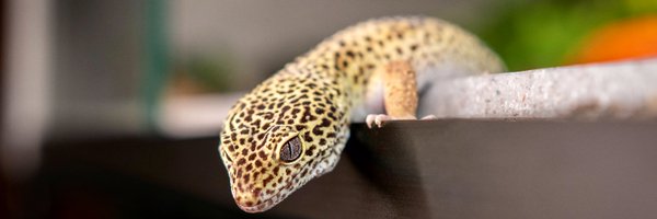 VisionProd78760 Profile Banner