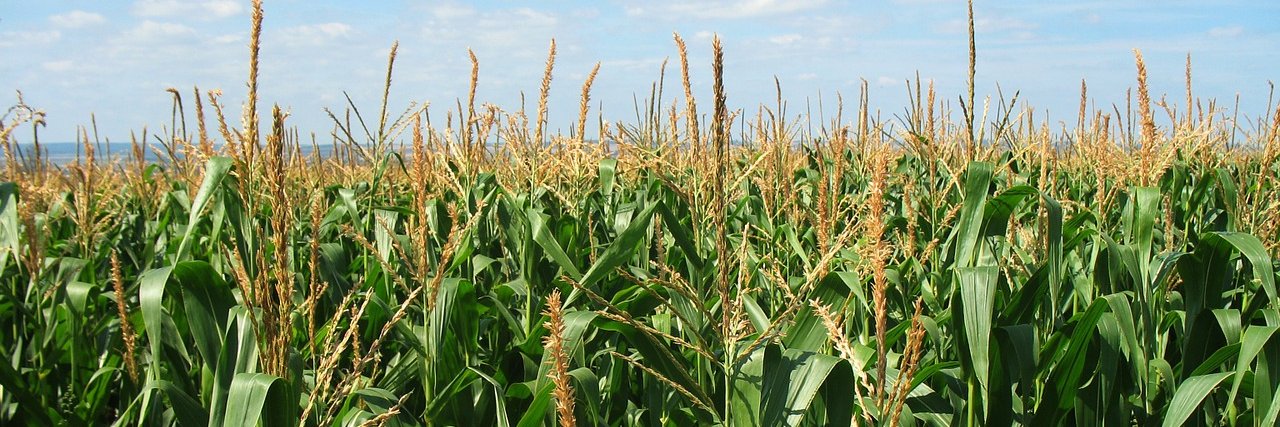 Guido Di Mauro banner