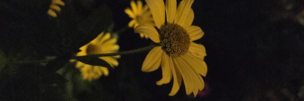 B_AndiT0 Profile Banner