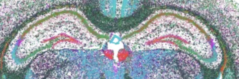 William Amoyal banner