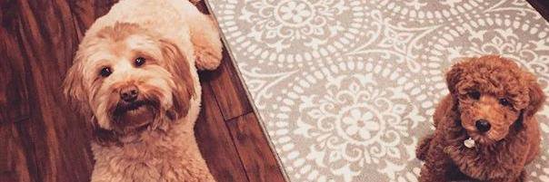 Andy Leavitt banner