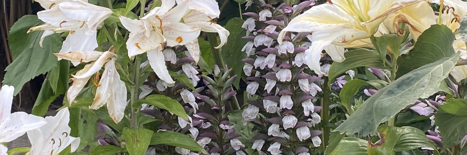 AGarnied's profile banner image