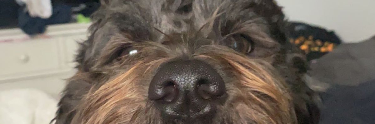 lulupudd's profile banner image