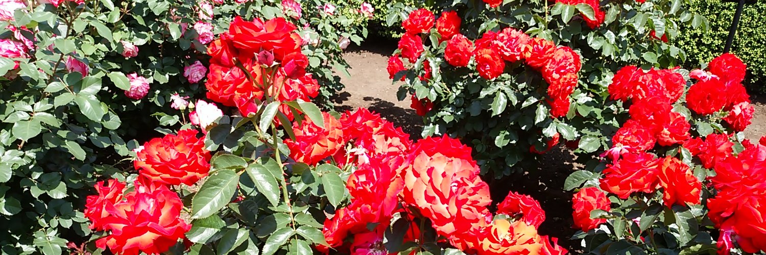 peach_tree072's profile banner image