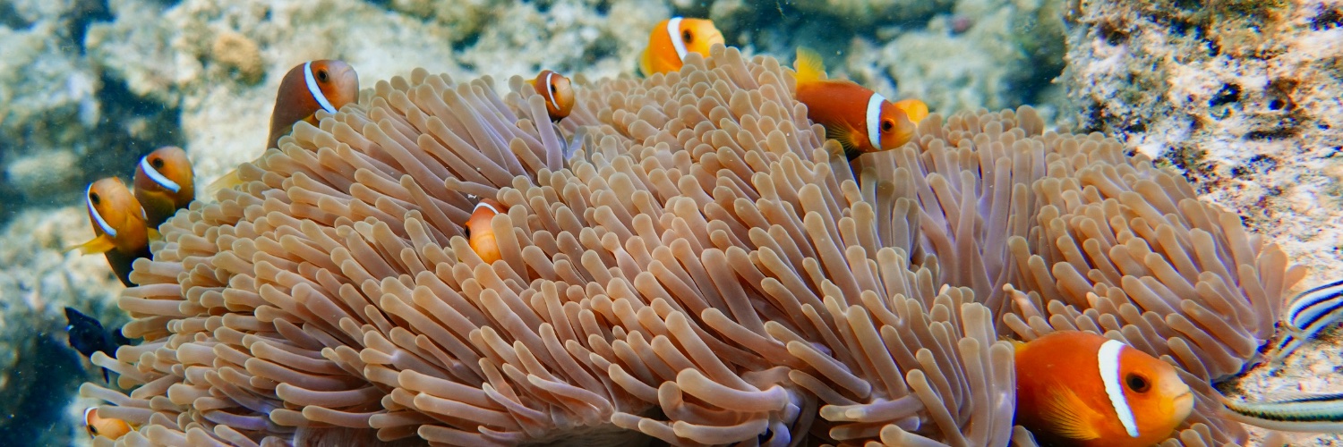 Pierre Mutzenhardt banner